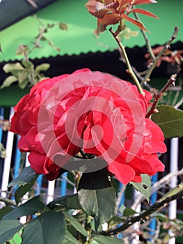 Rede Rose, The best Indian flower. Love flower