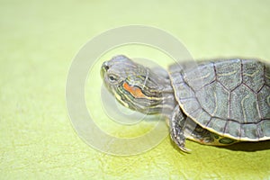 Redear turtle