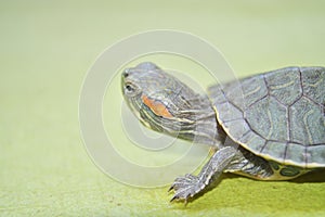 Redear turtle