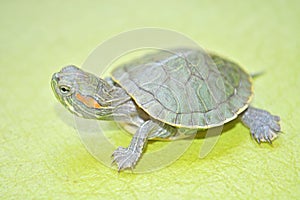 Redear turtle