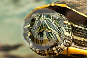 Redeared turtle