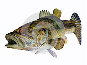 Redeye Bass Fish photo