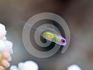 Redeye goby