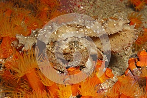 Redeye Sponge Crab (Dromia erythropus) photo