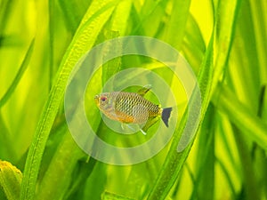 Redeye tetra Moenkhausia sanctaefilomenae isolated in a fish tank with blurred background photo