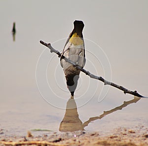 Redeyed Bulbul - Leaning in for a drink 2 - Africa