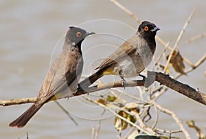 Redeyed Bulbul - Water