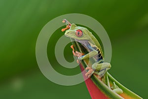 Redeyed Tree Frog or Monkey Frog perched on Heliconia Ecuatoriana Flower