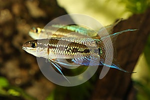 Redfin Dwarf Rainbowfish Aquarium fish Melanotaenia maccullochi