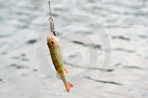 Redfin perch hooked by a lure