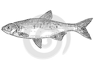 Redfin shiner or Lythrurus umbratilis  Freshwater Fish Cartoon Drawing photo