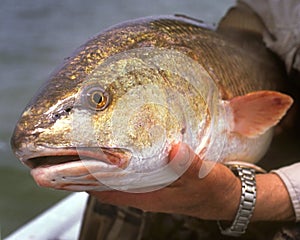 Redfish