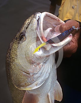 Redfish catch