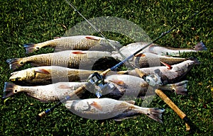 Redfish catch and rod with reels