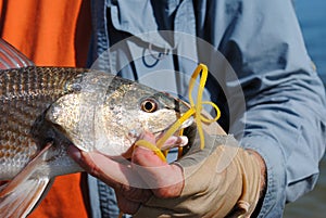 Fisherman holding redfish by the water photo