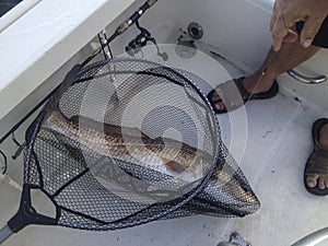 Redfish in fishing net