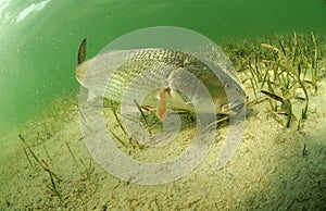 Redfish in ocean