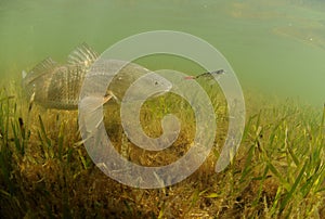 Redfish in ocean chasing lure