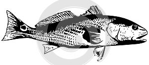 Redfish (Red drum) fish - vector photo