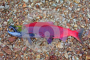 Redfish on spawning places. salmon in transparent water