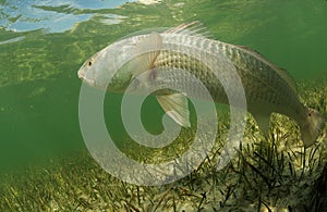 Redfish is swimming in the grass flats ocean photo