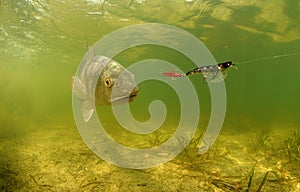 Redfish underwater chasing lure