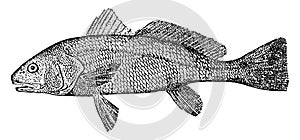 Redfish, vintage illustration