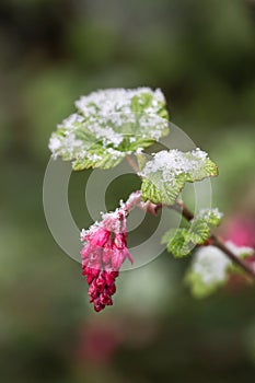 Redflower currant flower with melting snow