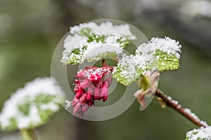 Redflower currant flower with snow