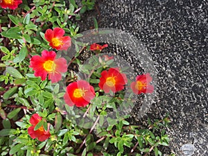 redflower in strret photo