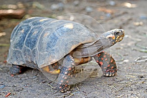 Redfoot tortoise