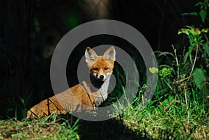 Redfox, cup