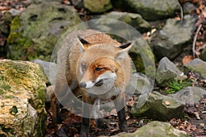 Redfox