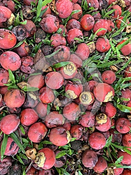 RedFruit on the glass