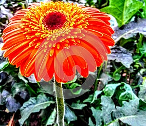 Redgerbera on the culture estufa