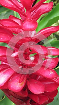 Redginger in paradise