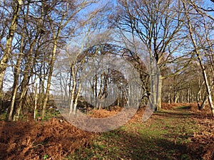 Redgrave & Lopham Fen in Winter