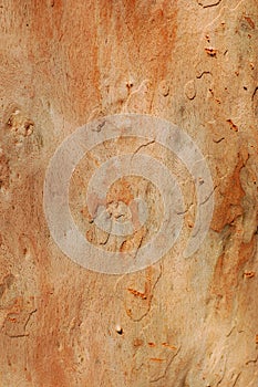 Redgum bark, Angophora costata