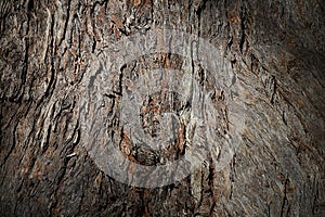 Redgum bark texture