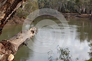 A redgum tree branch with River Murray in the background with a