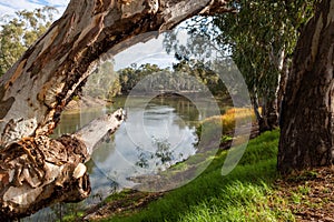 The redgum trees on the banks of the River Murray in Tooleybuc N