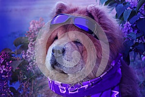 Redhaired beautiful dog in a violet scarf and ultraviolet glasses