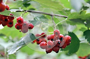 redhaw hawthorn or Siberian hawthorn (lat.- Crataegus sanguinea