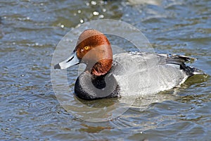 Redhead