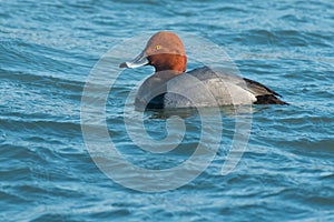 Redhead - Aythya americana