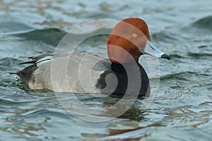 Redhead - Aythya americana