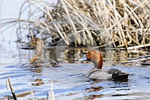 Redhead (Aythya americana)