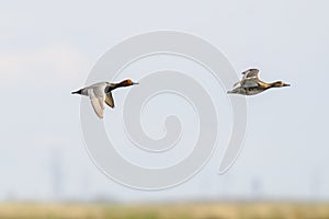 Redhead (Aythya americana)