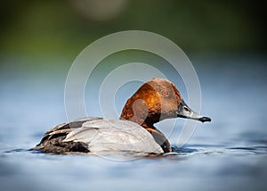 Redhead beautiful diving duck with colourful bright plumage swimming on clear blue lake in late evening sunshine on bright day.