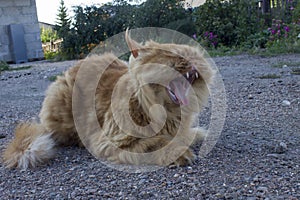 Redhead big cat yawns in the evening